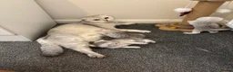 Scottish Fold cats for sale: Scottish fold kittens  in Swindon - Advert 5