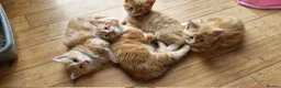 Mixed Breed cats for sale: Ginger boys - Advert 5