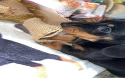 Miniature Dachshund dogs for sale: Last 3 beautiful mini dachshunds - Image 10