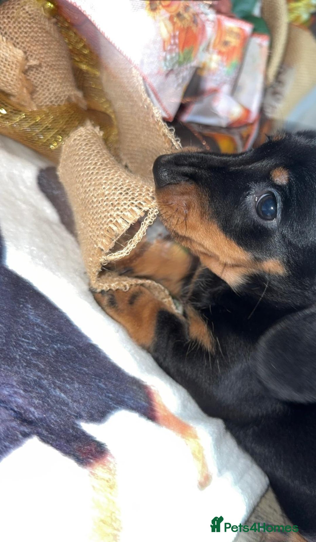 Miniature Dachshund dogs for sale: Last 3 beautiful mini dachshunds - Image 10