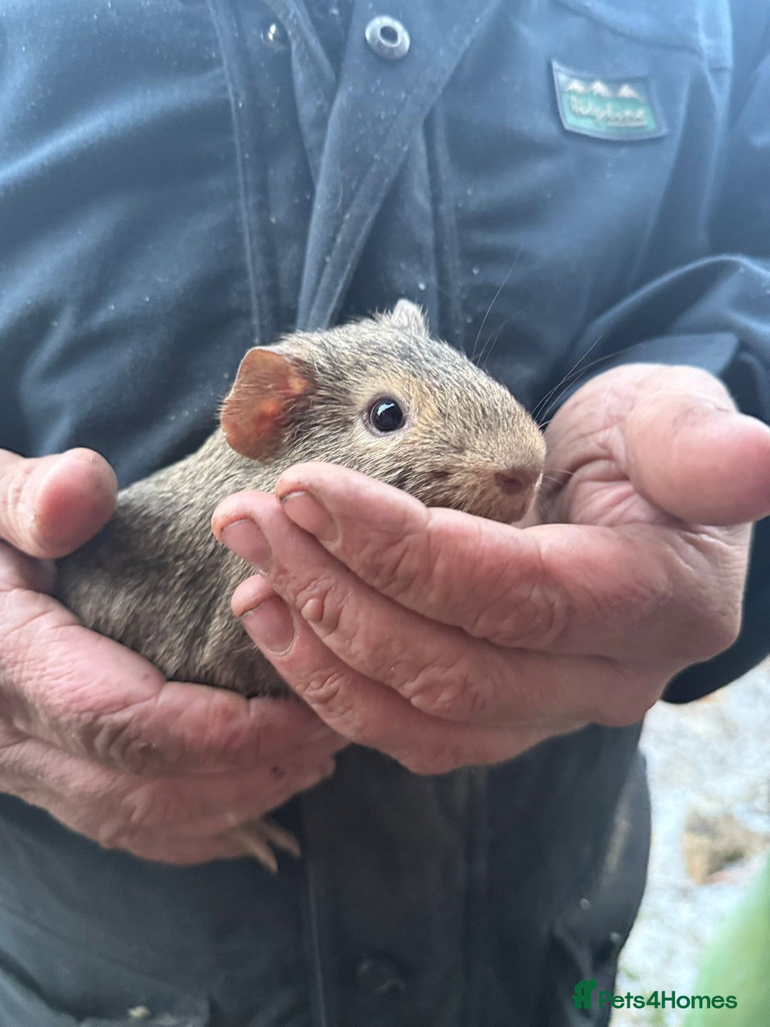Guinea Pig rodents for sale: 20 lovely guinea pigs for sale  - Advert 6
