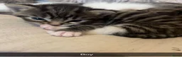 Mixed Breed cats for sale: 4 Beautiful Tabby cats - Advert 3