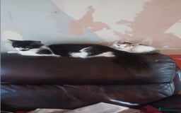 Mixed Breed cats for sale: 2 female kittens free to good home - Image 5