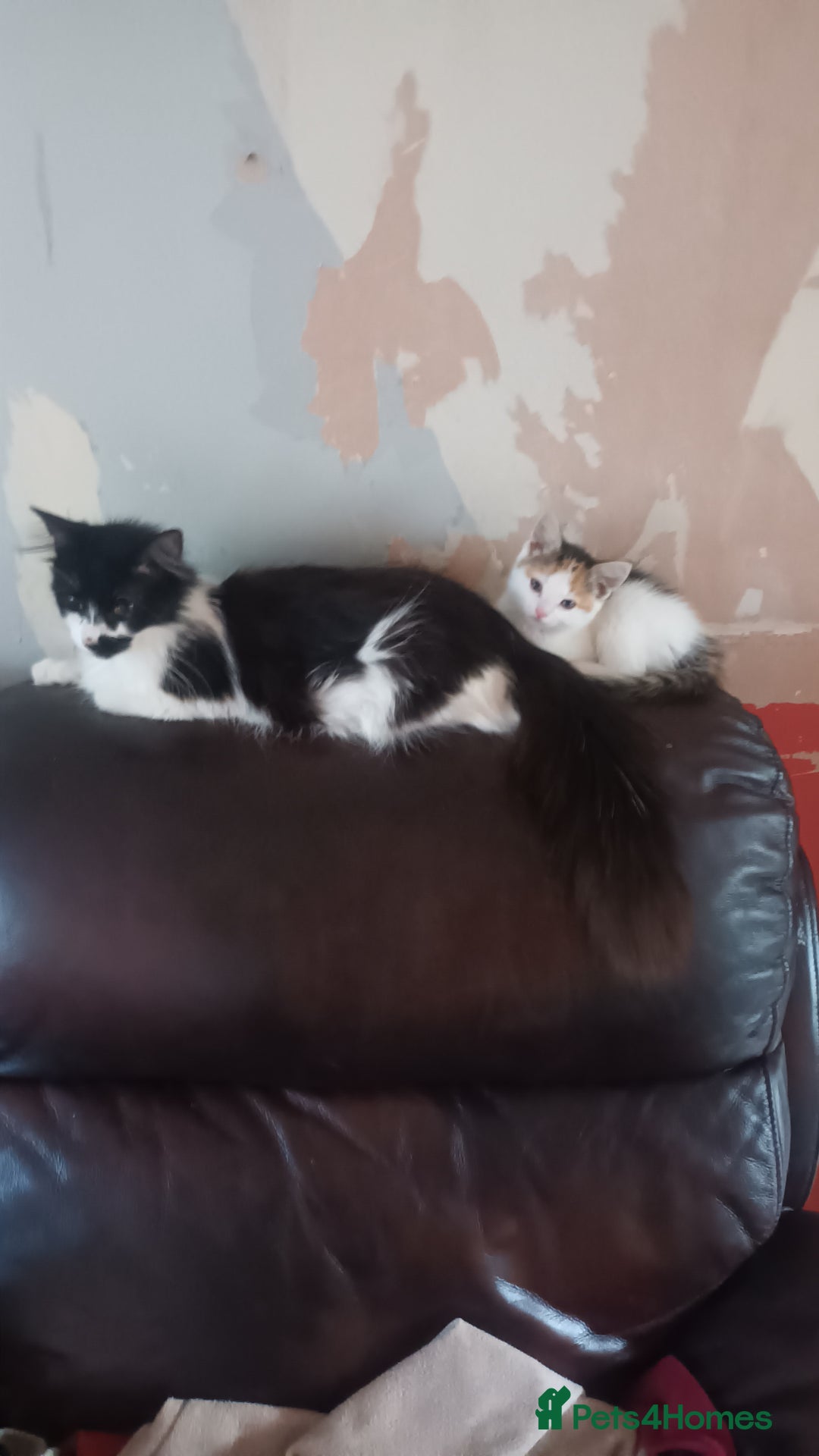 Mixed Breed cats for sale: 2 female kittens free to good home - Image 5