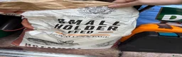 Mini Lop rabbits for sale: Rabbit for Sale  - Advert 4