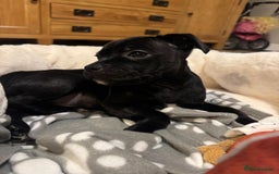 Staffordshire Bull Terrier dogs for sale: Staffordshire Bull Terrier Black Female  - Image 2