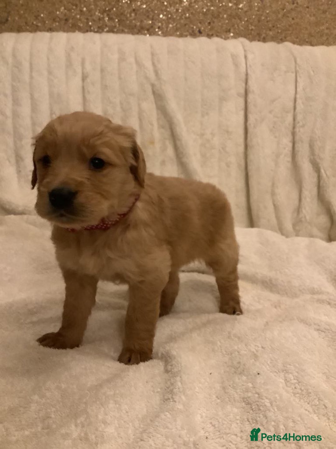 Golden Retriever dogs for sale: KC registered dark red golden retrievers - Advert 6