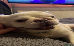 French Bulldog dogs for sale: 🐾 7 of the most Loving French Bulldogs 🐾🐶🩷 - Image 18