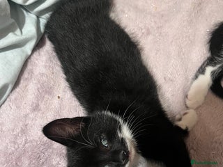 Mixed Breed cats 2 KITTENS 1 MALE 1 FEMALE - Advert 1