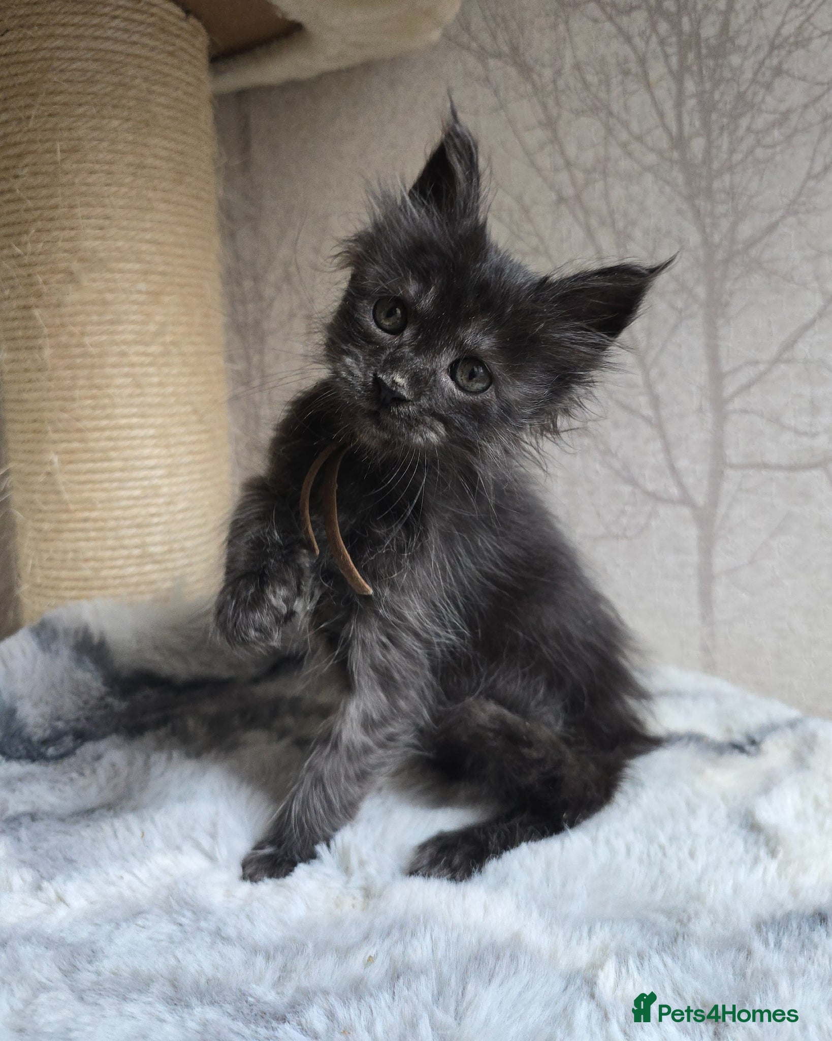 Maine Coon cats Sweetest Hand Reared Black Smoke Maine Coon Kitten - Advert 11