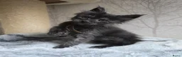 Maine Coon cats for sale: READY NOW Black Smoke Maine Coon Kitten - Advert 21
