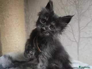 Maine Coon cats Sweetest Hand Reared Black Smoke Maine Coon Kitten - Advert 11