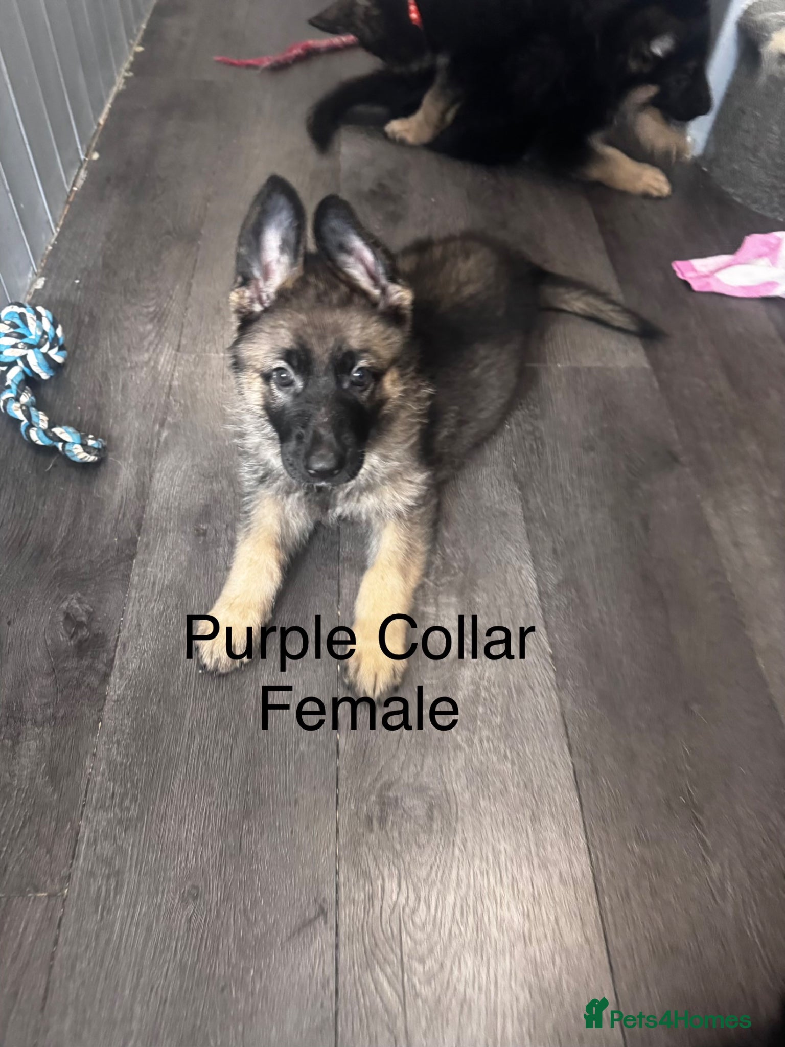 German Shepherd dogs Beautiful German Shepherd Puppies - Advert 17