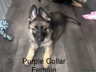 German Shepherd dogs Beautiful German Shepherd Puppies - Advert 17