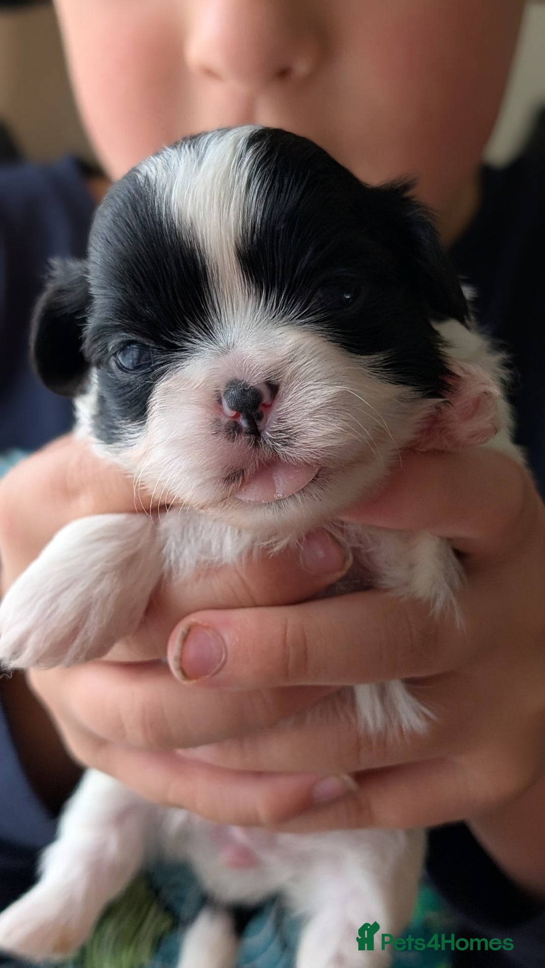 Shih Tzu dogs for sale: KC reg puppies LAST GIRL LEFT  - Advert 17