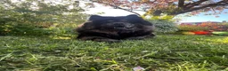 Mixed Breed dogs for sale: Chowpei puppys for sale - Advert 2