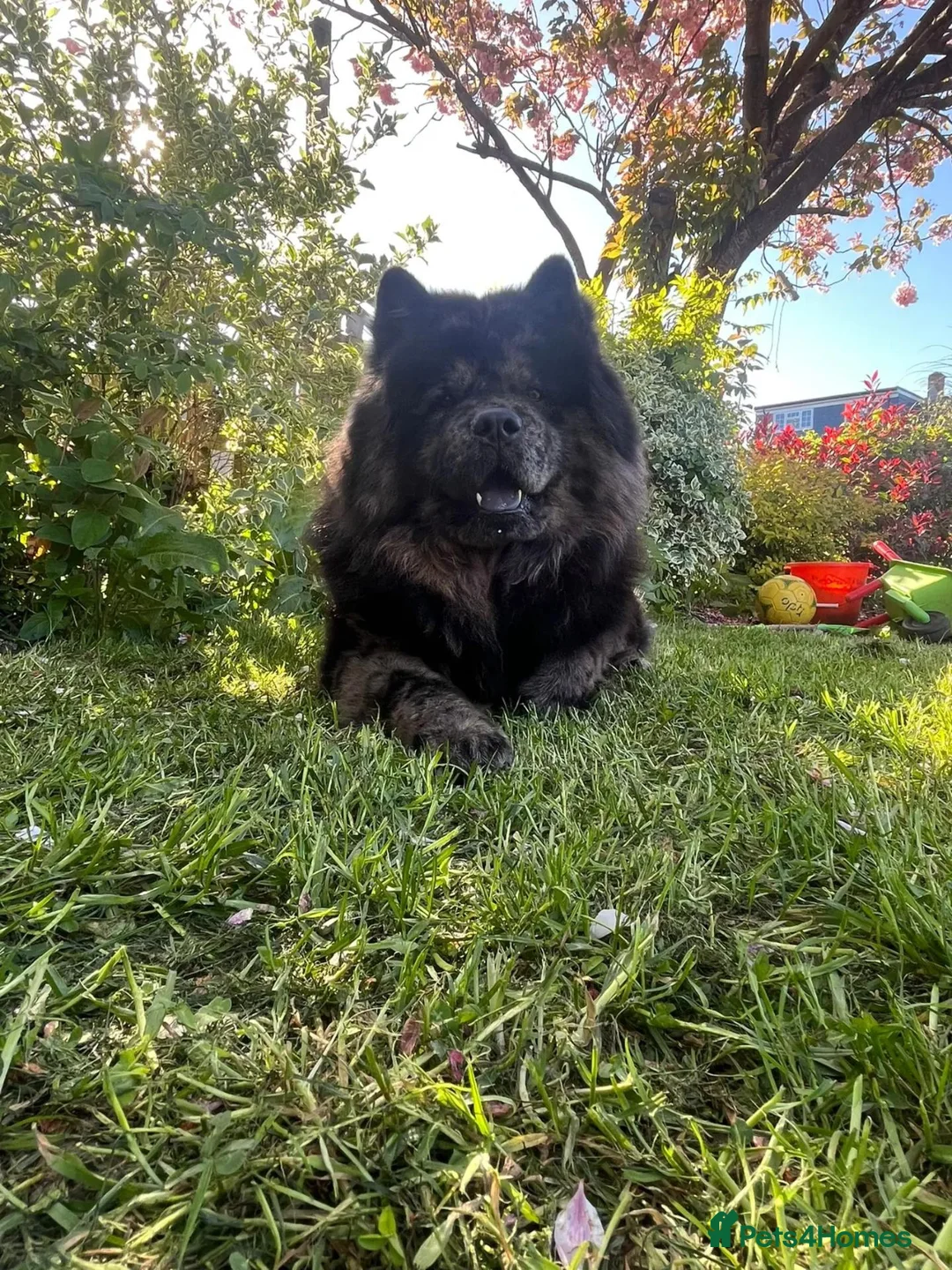Mixed Breed dogs for sale: Chowpei puppys for sale - Advert 2