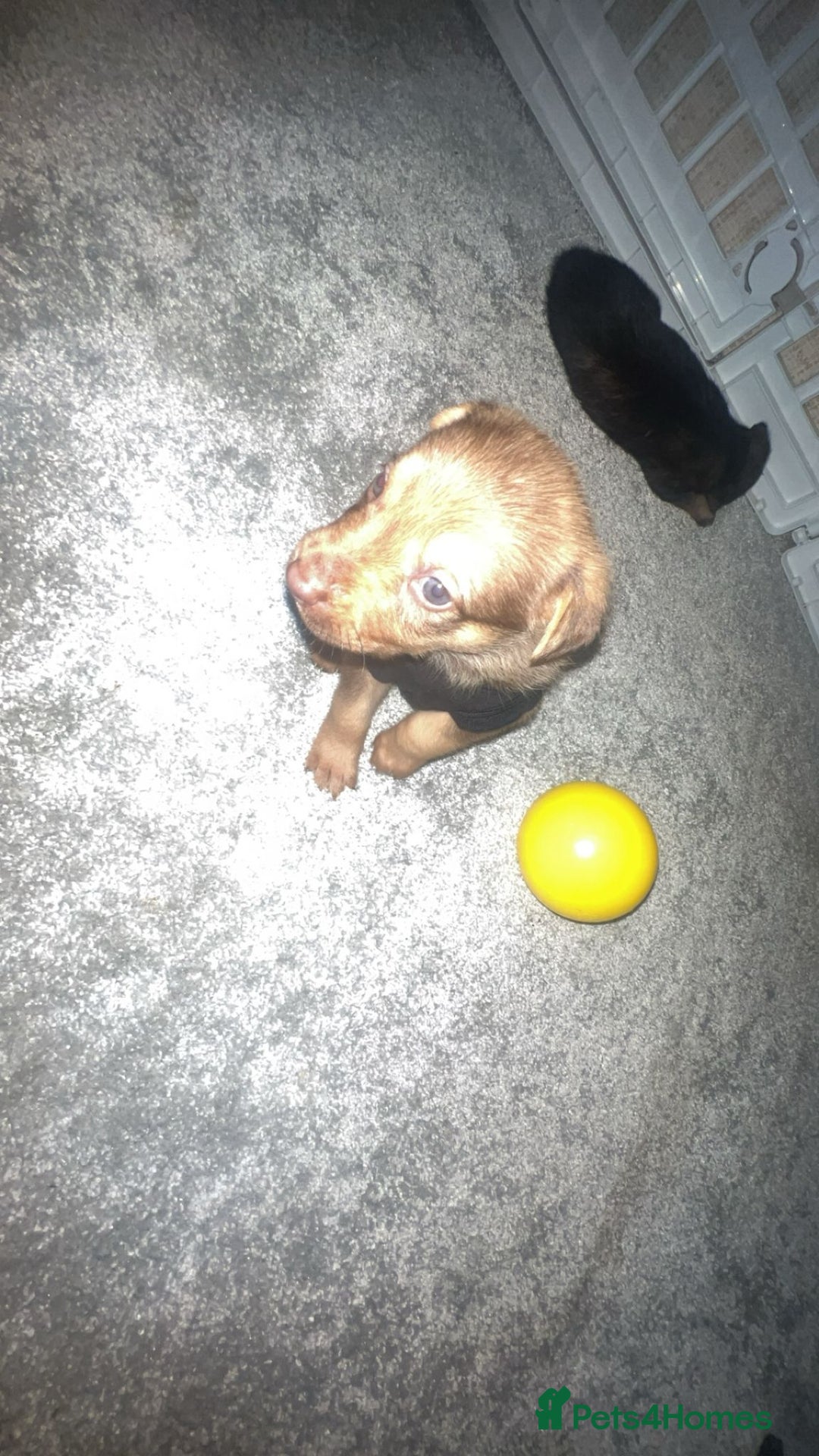 German Shepherd dogs for sale: German shepard pups - Image 6