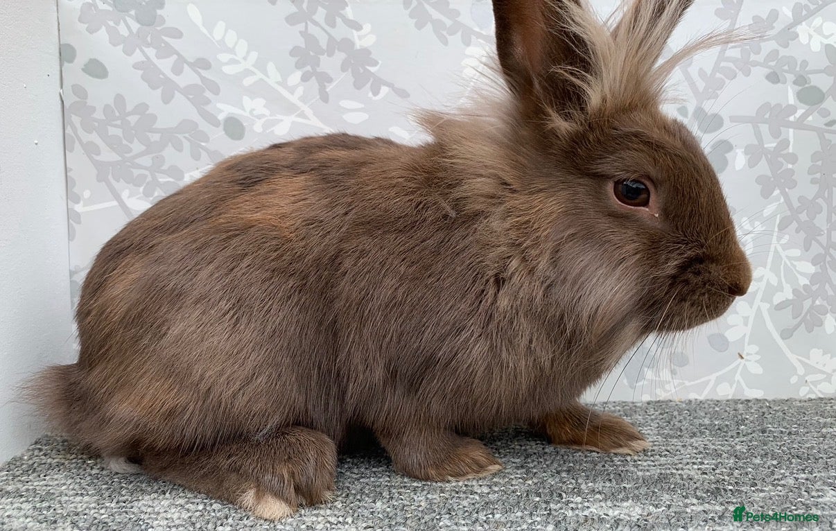 Mini Lop rabbits Lionhead doe  - Advert 15