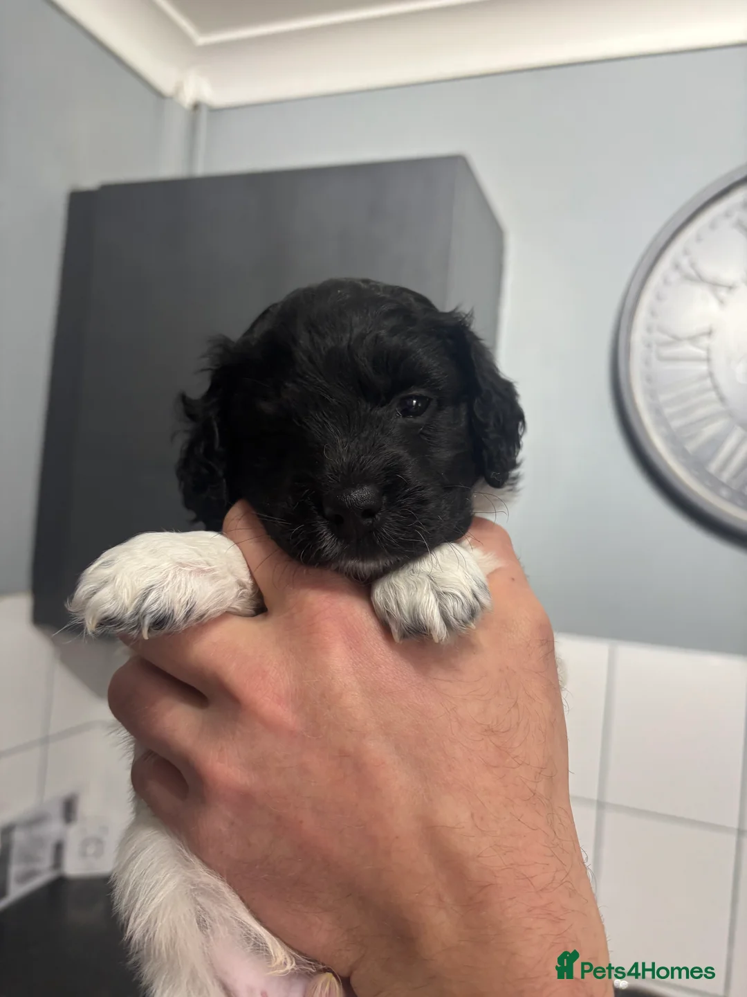 Mixed Breed dogs for sale: Shihpoo puppies - Advert 21