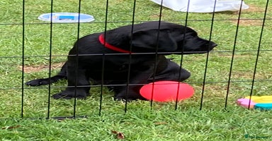 Labrador Retriever dogs - Advert 7