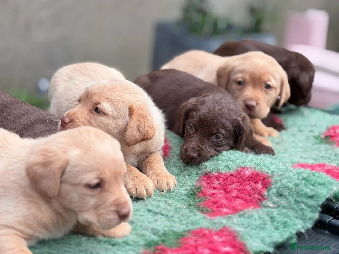 Labrador Retriever dogs for sale: Chocolate and yellow Labs in Newcastle Emlyn - Advert 12