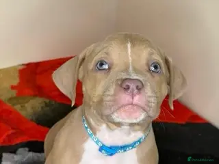 American Bully dogs Quality pocket bullies ready for forever homes - Advert 2