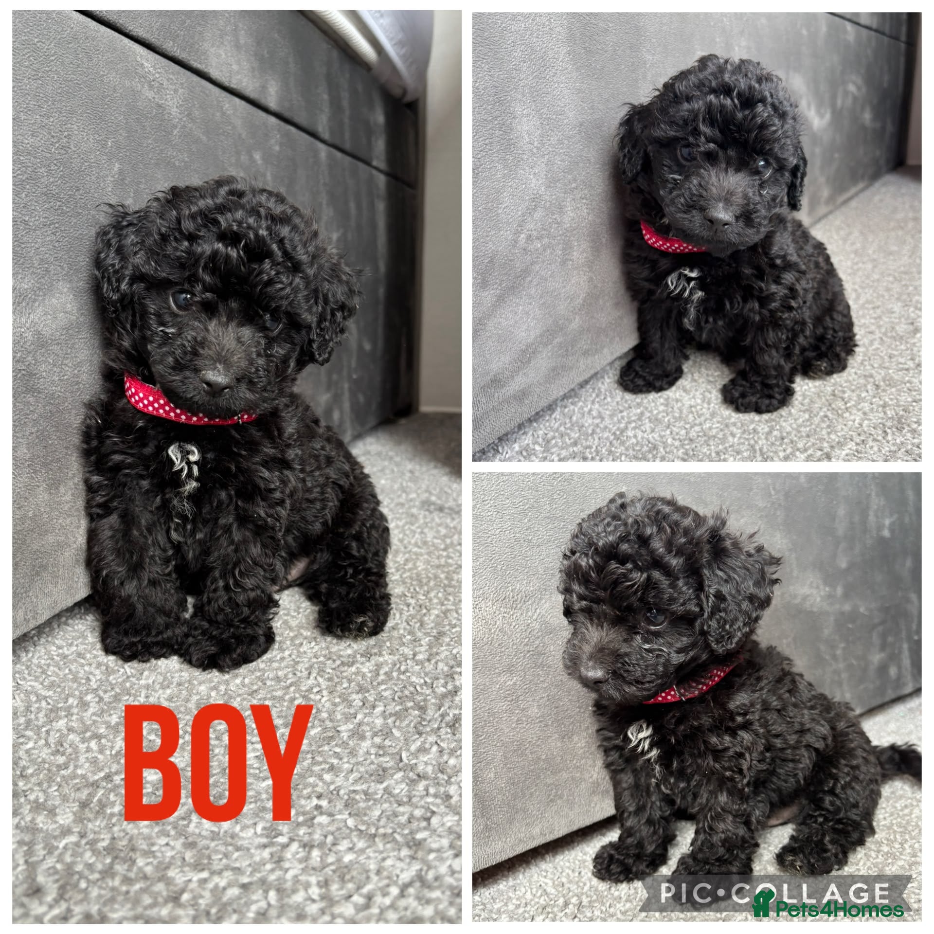 Yorkiepoo dogs 5 stunning yorkiepoo puppies  - Advert 1