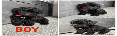 Yorkiepoo 1
