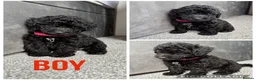 Yorkiepoo dogs for sale: 5 stunning yorkiepoo puppies  in Cambridge - Advert 1