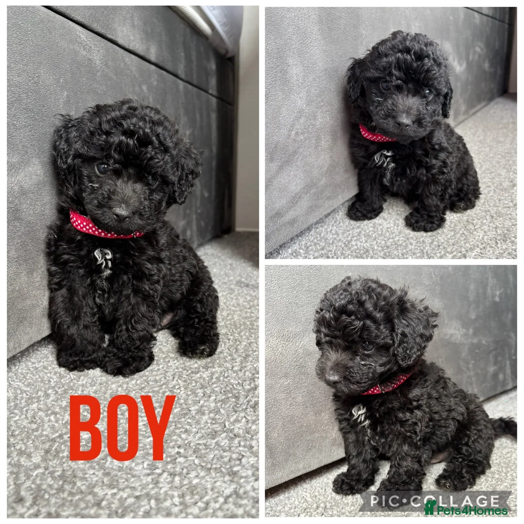 Yorkiepoo dogs for sale: 5 stunning yorkiepoo puppies  in Cambridge - Advert 1