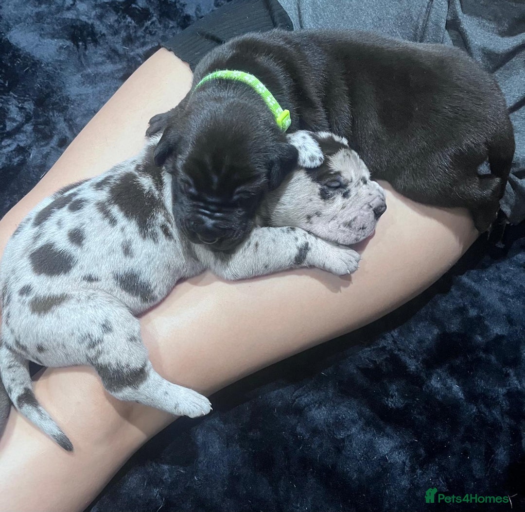 Great Dane dogs for sale: Stunning Great Dane puppies  - Advert 5