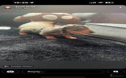 Miniature Dachshund dogs for sale: Beautiful litter of miniature dachshunds - Image 5