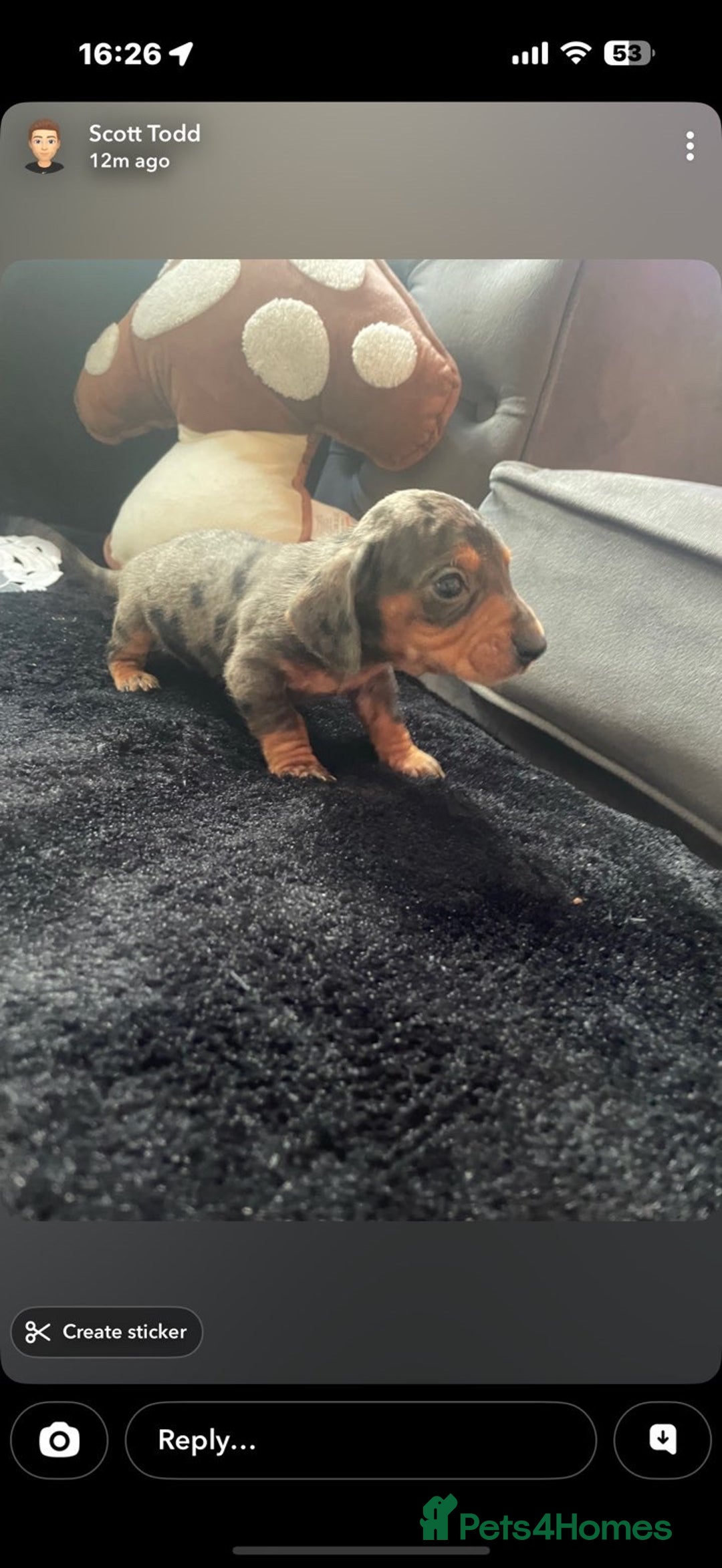 Miniature Dachshund dogs for sale: Beautiful litter of miniature dachshunds - Image 5
