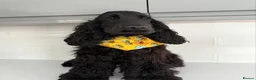 Cockapoo dogs for sale: F1 cockapoo puppies - READY NOW 1 BOY AVAILABLE  - Advert 12