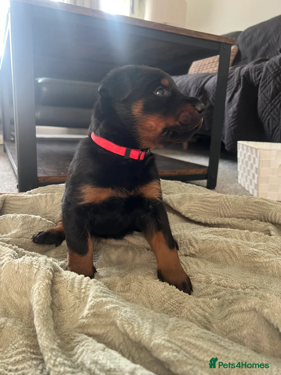 Mixed Breed dogs for sale: Adorable Doberman & Beauceron puppies for sale - Advert 38