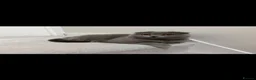 Scottish Fold cats for sale: Beautiful Scottish fold cat  - Advert 2