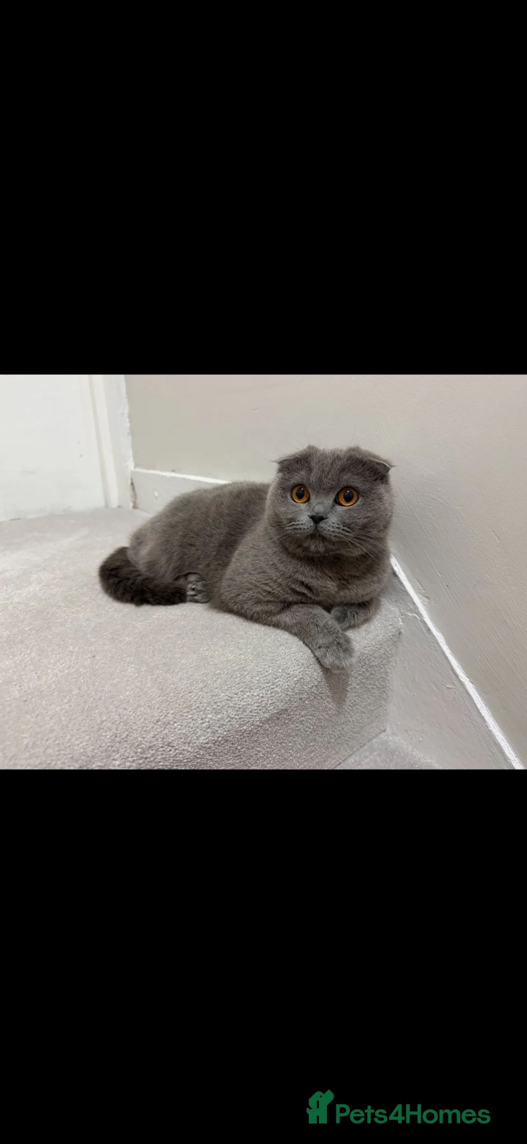 Scottish Fold cats for sale: Beautiful Scottish fold cat  - Advert 2