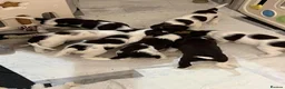 English Springer Spaniel dogs for sale: Gorgeous Family-Raised Springer Spaniel Puppies - Advert 18