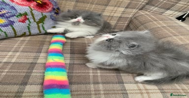 Persian cats - Advert 4