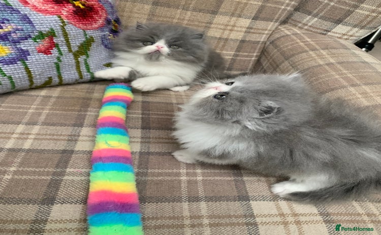 Persian cats - Advert 1