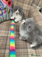 Persian cats - Advert 4
