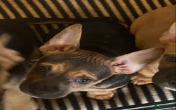 Mixed Breed dogs for sale: French bulldog cross jack russell pups for sale. - Image 12