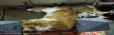 Norwegian Forest Cat 3