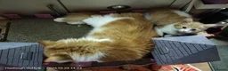 Norwegian Forest Cat cats for sale: OUTGOING FLUFFY DOG & HOOVER PROOF NORWEGIAN X  - Advert 3