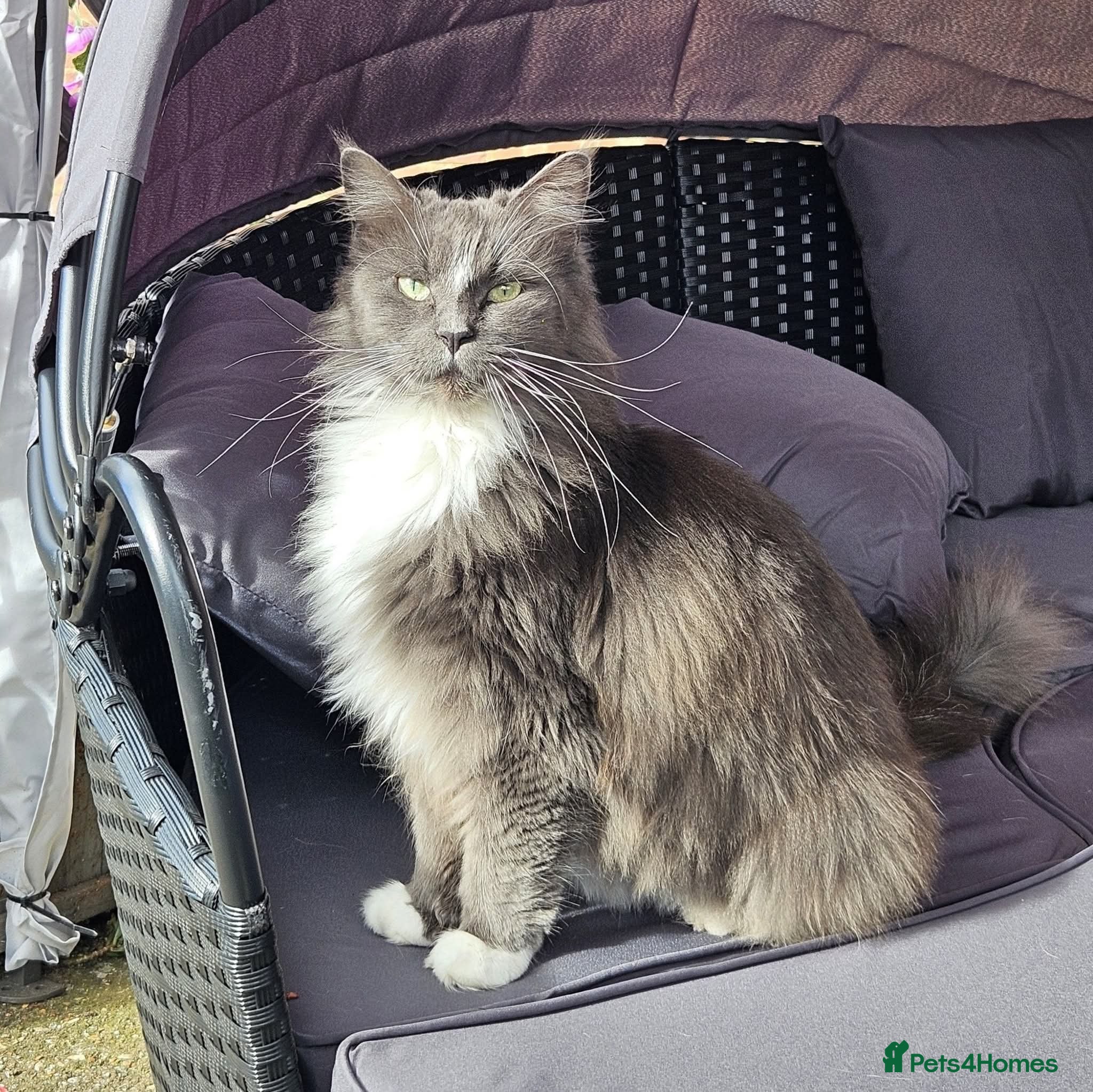 Mixed Breed cats Maine Coon cross domestic long hair  - Advert 1