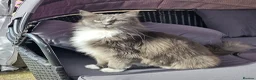 Mixed Breed cats for sale: Maine Coon cross domestic long hair  - Advert 1