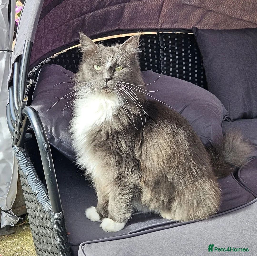 Mixed Breed cats for sale: Maine Coon cross domestic long hair  - Advert 1
