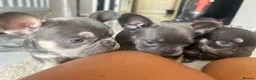 French Bulldog dogs for sale: French bulldog - Advert 7