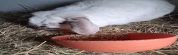 Mini Lop rabbits for sale: Mini lop kits rabbits  - Advert 2